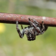 Sandalodes scopifer at Bango, NSW - 2 Nov 2021