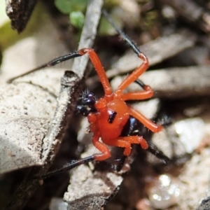 Nicodamus peregrinus at Bango, NSW - 2 Nov 2021