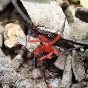 Nicodamus peregrinus at Bango, NSW - 2 Nov 2021