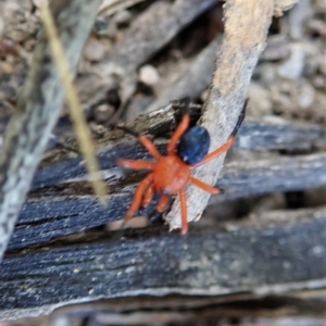 Nicodamus peregrinus at Bango, NSW - 2 Nov 2021