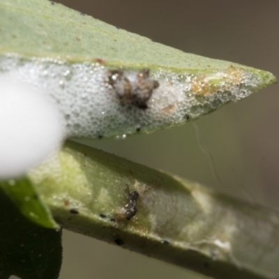 Aphrophorinae (subfamily) (Unidentified spittlebug) at Campbell, ACT - 31 Oct 2021 by AlisonMilton