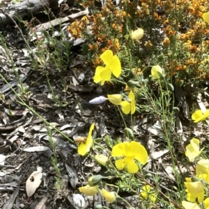 Gompholobium huegelii at Bruce, ACT - 3 Nov 2021 10:11 AM