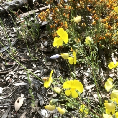 Gompholobium huegelii (Pale Wedge Pea) at Bruce Ridge to Gossan Hill - 2 Nov 2021 by goyenjudy