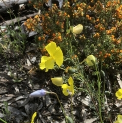 Gompholobium huegelii at Bruce, ACT - 3 Nov 2021