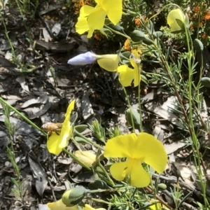 Gompholobium huegelii at Bruce, ACT - 3 Nov 2021 10:11 AM