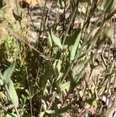 Hypericum gramineum (Small St Johns Wort) at Bruce, ACT - 3 Nov 2021 by goyenjudy