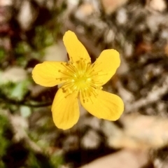 Hypericum gramineum at Bruce, ACT - 3 Nov 2021