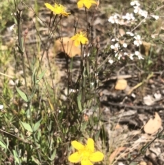 Hypericum gramineum at Bruce, ACT - 3 Nov 2021 10:25 AM