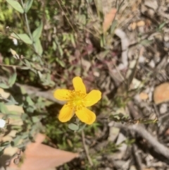 Hypericum gramineum at Bruce, ACT - 3 Nov 2021 10:25 AM