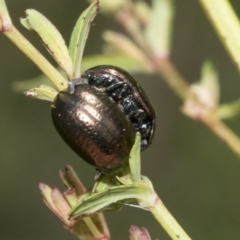 Chrysolina quadrigemina (Greater St Johns Wort beetle) at Campbell, ACT - 1 Nov 2021 by AlisonMilton