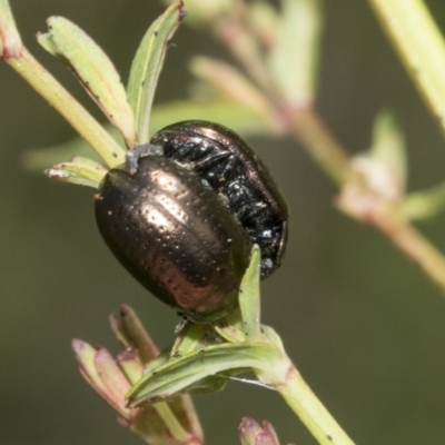 Chrysolina quadrigemina (Greater St Johns Wort beetle) at Mount Ainslie - 31 Oct 2021 by AlisonMilton