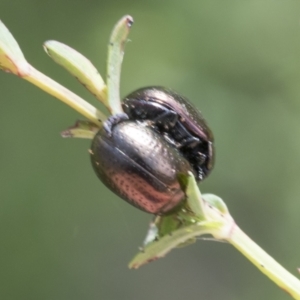 Chrysolina quadrigemina at Campbell, ACT - 1 Nov 2021 08:37 AM