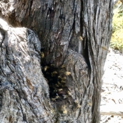 Apis mellifera (European honey bee) at Bruce, ACT - 3 Nov 2021 by goyenjudy