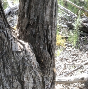 Apis mellifera at Bruce, ACT - 3 Nov 2021