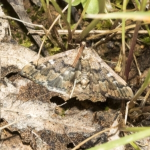 Nacoleia rhoeoalis at Campbell, ACT - 1 Nov 2021 08:42 AM