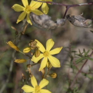 Bulbine sp. at Pialligo, ACT - 1 Nov 2021 09:02 AM