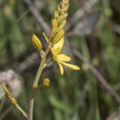 Bulbine sp. at Pialligo, ACT - 1 Nov 2021