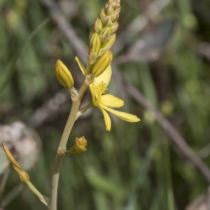 Bulbine sp. at Pialligo, ACT - 1 Nov 2021 09:02 AM