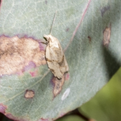 Merophyas (genus) (A Tortricid moth) at Campbell, ACT - 1 Nov 2021 by AlisonMilton
