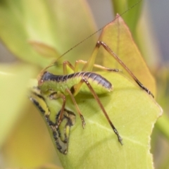 Caedicia sp. (genus) (Katydid) at Pialligo, ACT - 1 Nov 2021 by AlisonMilton