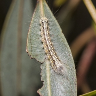 Uraba sp. (maybe Uraba deplanana) at Mount Ainslie - 31 Oct 2021 by AlisonMilton