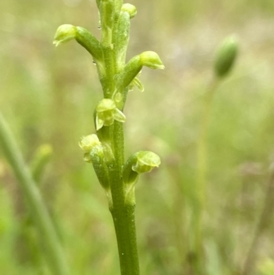 Microtis unifolia (Common Onion Orchid) at Stromlo, ACT - 4 Nov 2021 by AJB