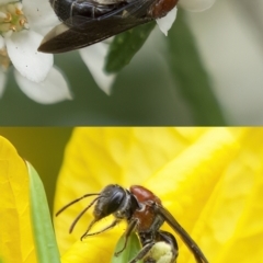 Lasioglossum (Callalictus) callomelittinum (Halictid bee) at Black Mountain - 4 Oct 2021 by PhilW