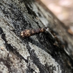 Conoeca guildingi (A case moth) at Aranda, ACT - 3 Nov 2021 by KMcCue