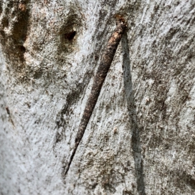 Psychidae (family) IMMATURE (Unidentified case moth or bagworm) at Aranda, ACT - 3 Nov 2021 by KMcCue