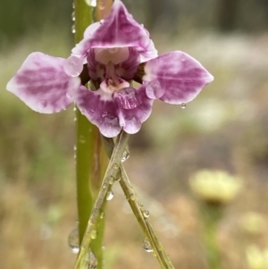 Diuris dendrobioides at suppressed - 4 Nov 2021