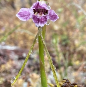 Diuris dendrobioides at suppressed - 4 Nov 2021