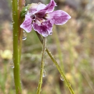 Diuris dendrobioides at suppressed - 4 Nov 2021