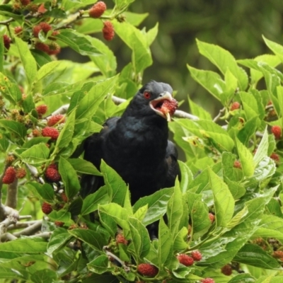 Eudynamys orientalis (Pacific Koel) at Aranda, ACT - 3 Nov 2021 by KMcCue