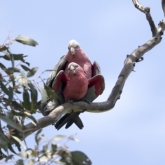 Eolophus roseicapilla (Galah) at Pialligo, ACT - 1 Nov 2021 by AlisonMilton