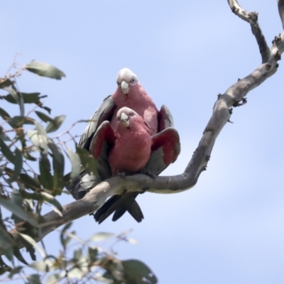 Eolophus roseicapilla (Galah) at Pialligo, ACT - 1 Nov 2021 by AlisonMilton