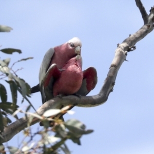 Eolophus roseicapilla at Pialligo, ACT - 1 Nov 2021