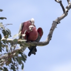 Eolophus roseicapilla at Pialligo, ACT - 1 Nov 2021