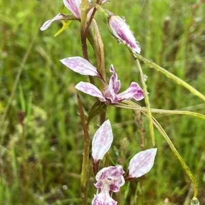 Diuris dendrobioides (Late Mauve Doubletail) at Stromlo, ACT - 4 Nov 2021 by AJB