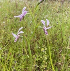 Diuris dendrobioides at suppressed - 4 Nov 2021