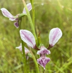 Diuris dendrobioides at suppressed - 4 Nov 2021