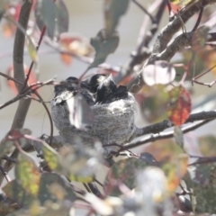 Rhipidura leucophrys (Willie Wagtail) at Pialligo, ACT - 1 Nov 2021 by AlisonMilton