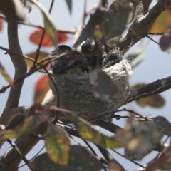 Rhipidura leucophrys at Pialligo, ACT - 1 Nov 2021