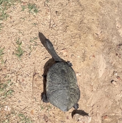 Chelodina longicollis (Eastern Long-necked Turtle) at West Wodonga, VIC - 4 Nov 2021 by Tar10rat