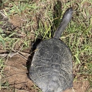 Chelodina longicollis at West Wodonga, VIC - 4 Nov 2021 03:20 PM