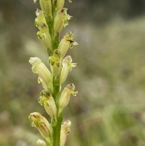 Microtis unifolia at Stromlo, ACT - suppressed