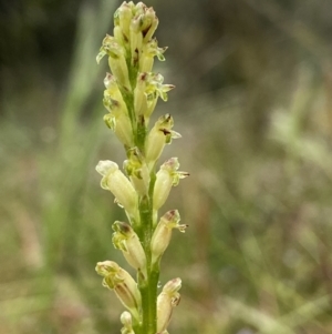 Microtis unifolia at Stromlo, ACT - suppressed