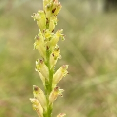 Microtis unifolia at Stromlo, ACT - suppressed