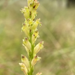 Microtis unifolia at Stromlo, ACT - suppressed