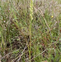 Microtis unifolia at Stromlo, ACT - suppressed