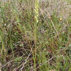 Microtis unifolia at Stromlo, ACT - 4 Nov 2021